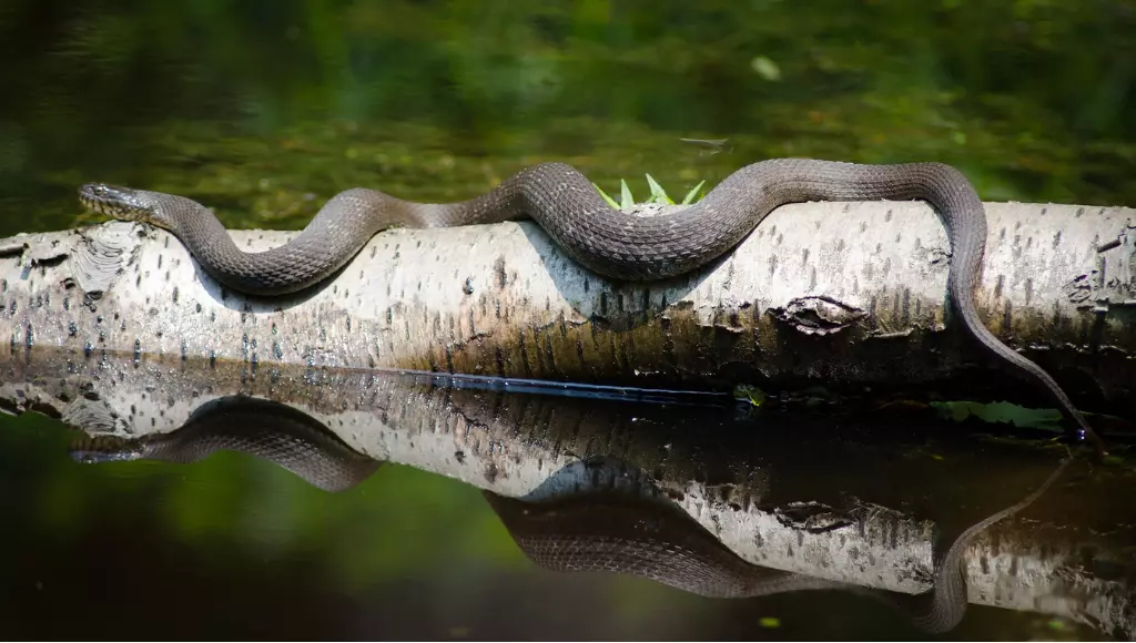 Como Descobrir O Sexo Das Cobras Bicho Ideal