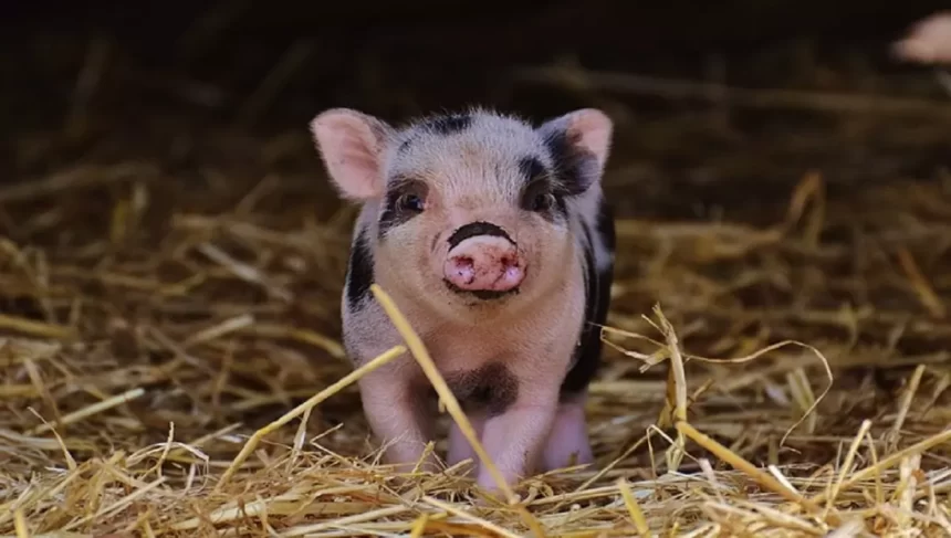 Mini pig