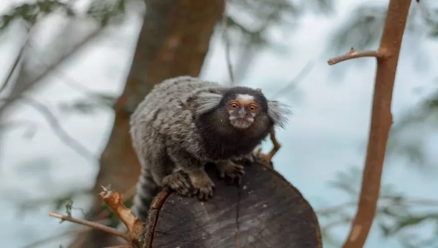 Sagui na natureza olhando para a câmera