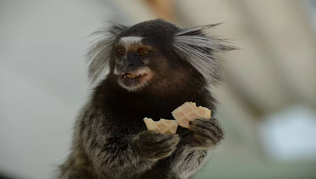 Sagui - Como cuidar desse macaquinho