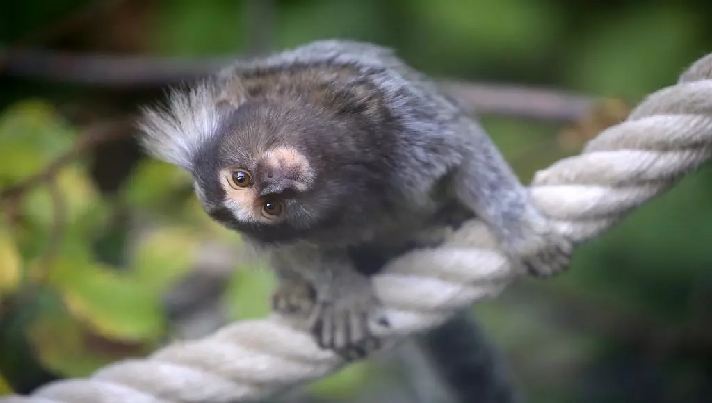 Sagui - Como cuidar desse macaquinho