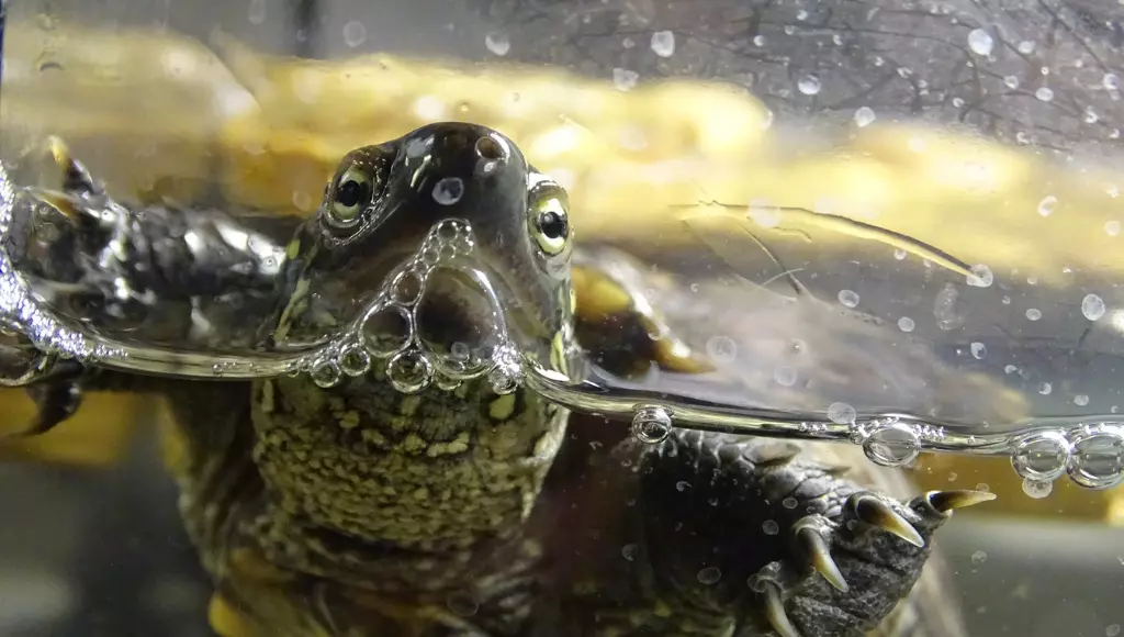 Zoom de uma tartaruga aquática em um tanque