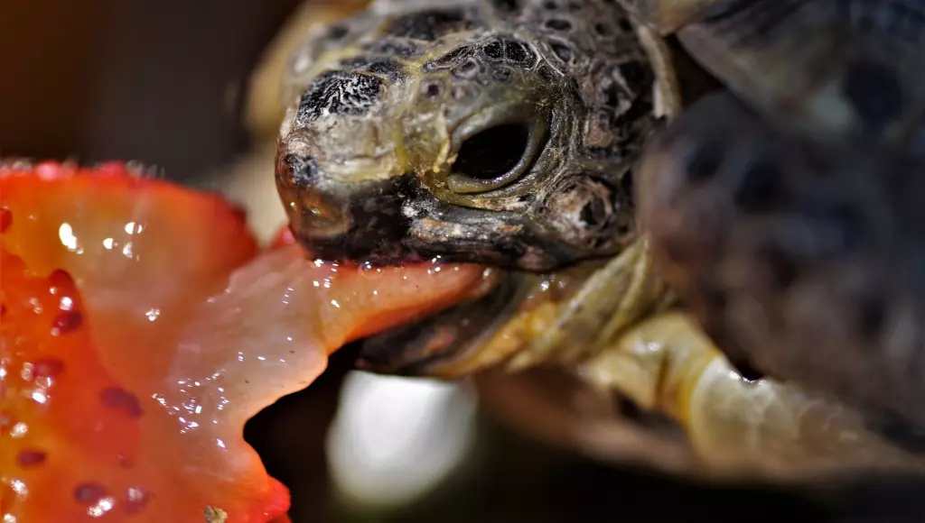 Tartaruga comendo morango