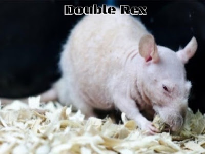 Rato pelo Doble Rex