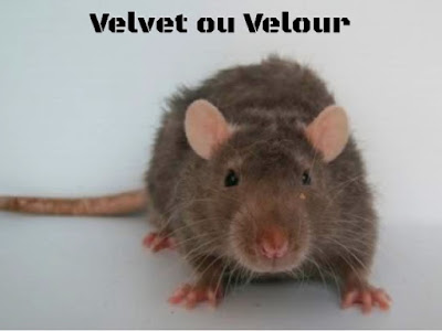 Rato pelo Velvet