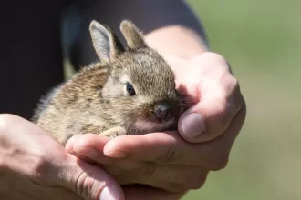 Pequeno coelho nas mãos de um homem