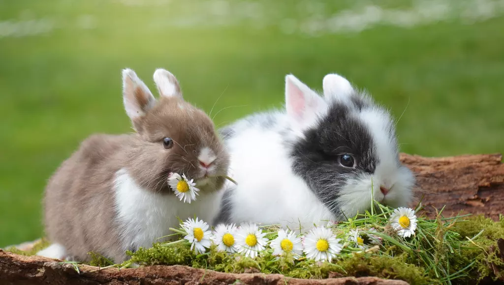 Dois pequenos coelhos