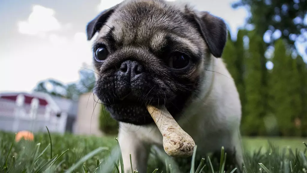 cachorro comendo osso alimentos proibidos para cachorros