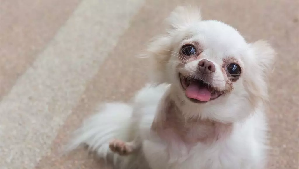 Chihuahua, uma das raças de cães para apartamento