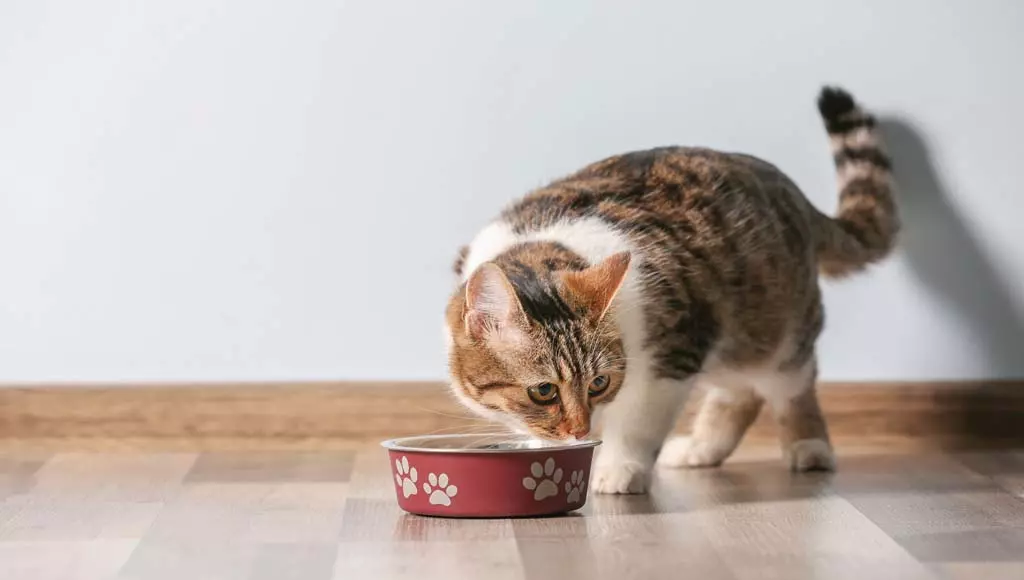 Comida é fundamental para manter o gato feliz