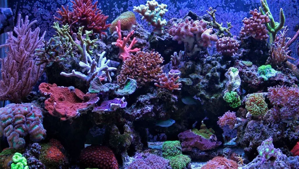 Como alimentar os corais de água salgada no aquário