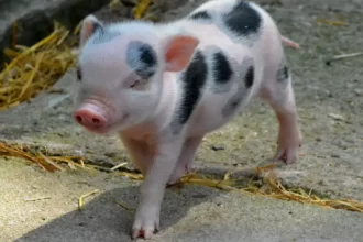 Como criar mini porco