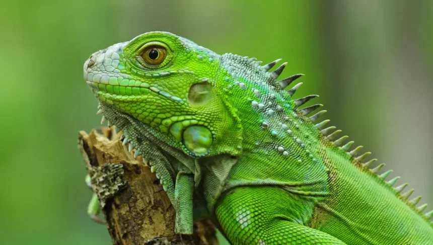 Iguanas de estimação