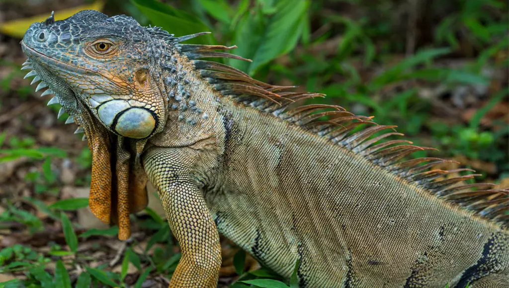 Saiba mais sobre as iguanas de estimação