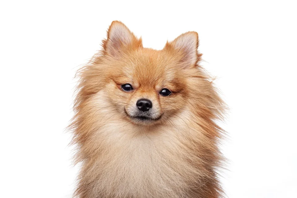 As 5 raças de cães mais populares do Brasil 6 dog 7547431 960 720