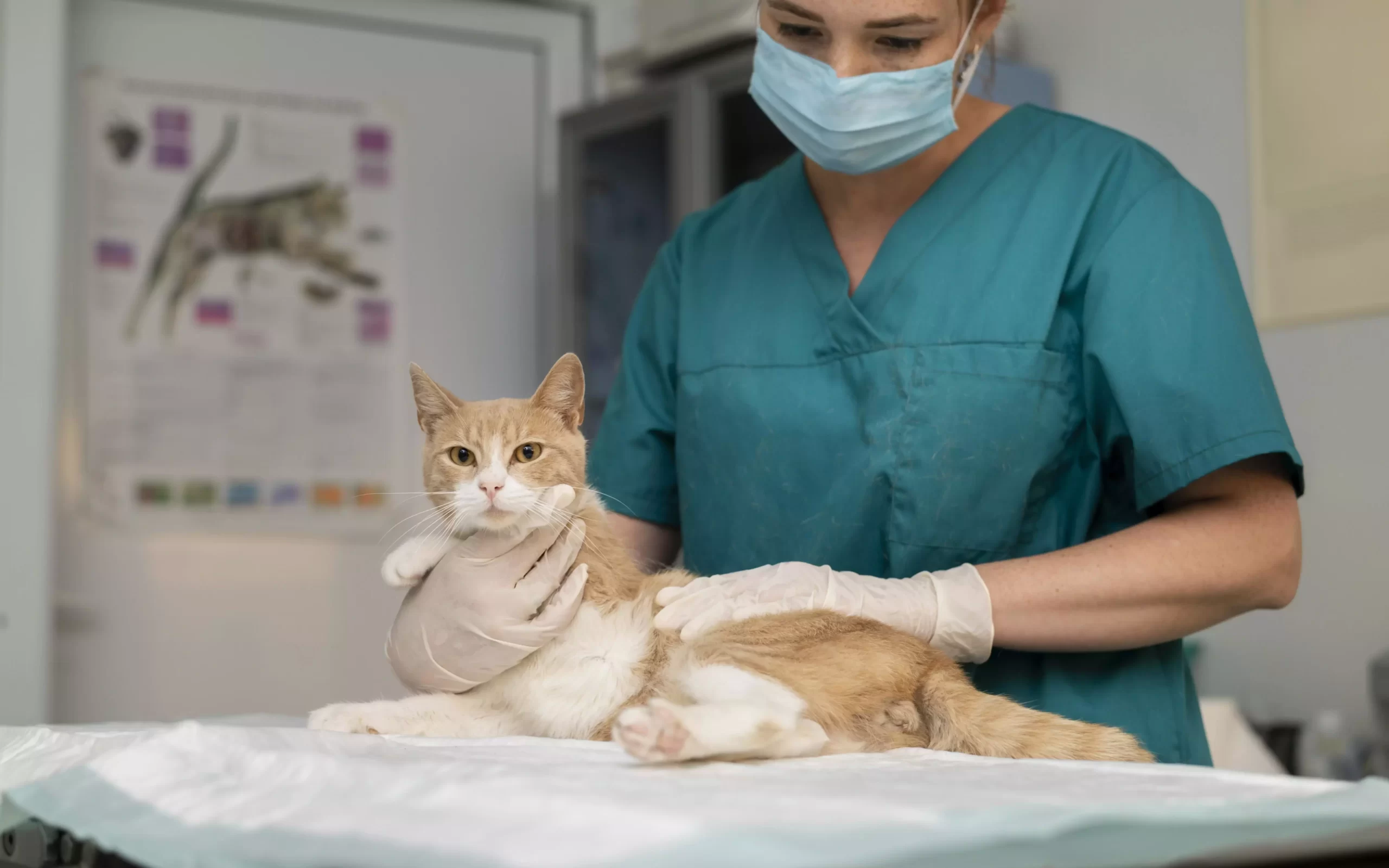 Veterinária verificando sinais clíncios de FeLV e FIV em um gato