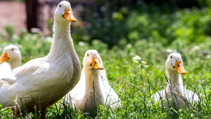 Como criar pato de estimação Veja os cuidados com o animal