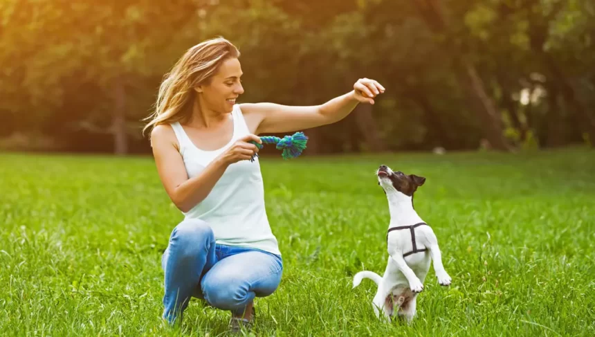 Como ensinar cachorro a fazer truques