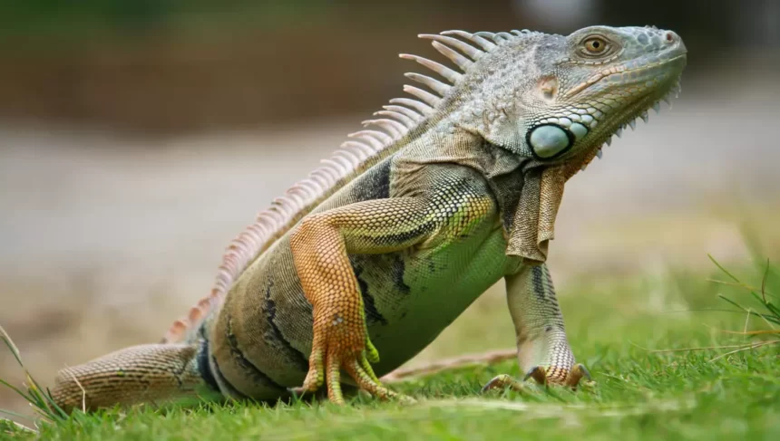 Conheça os principais cuidados com a iguana