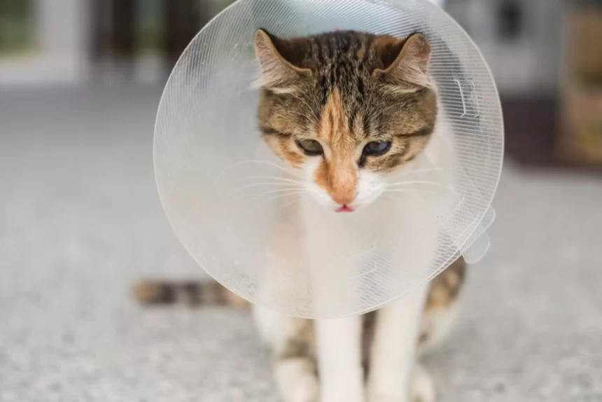 gato usando colar elizabetano para tratamento da esporotricose felina