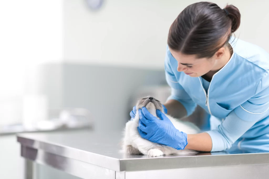 Médica veterinária verificando se o gato tem lesões por esporotricose