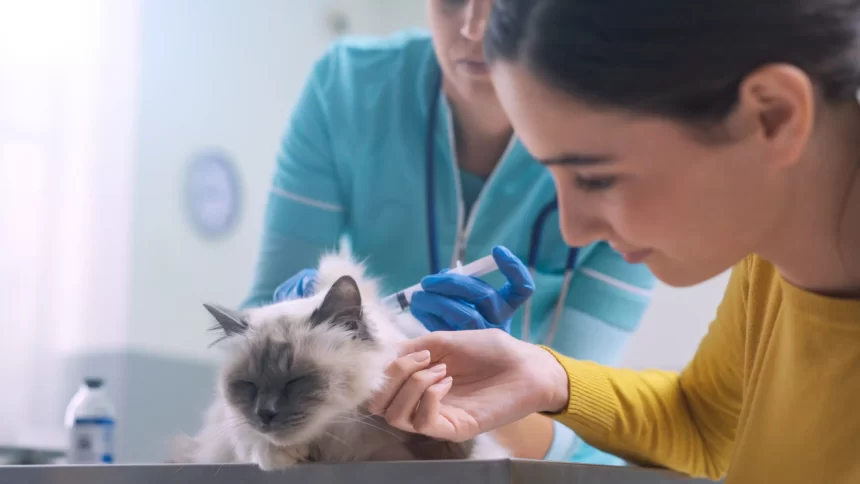 Gato recebendo vacina contra a rinotraqueíte e calicivirose