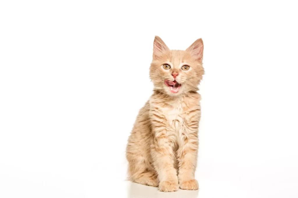 Gato laranja com a língua para fora