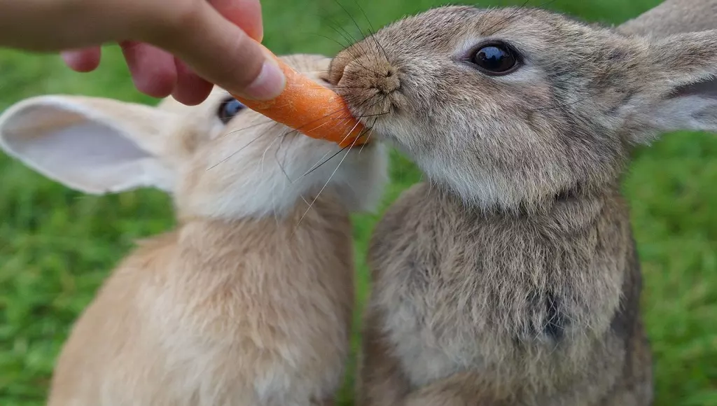Dois coelhos comendo