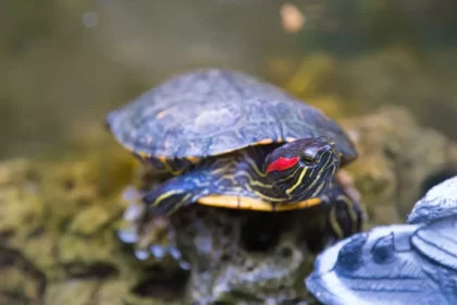 Saiba mais sobre a tartaruga deslizante de orelhas vermelhas