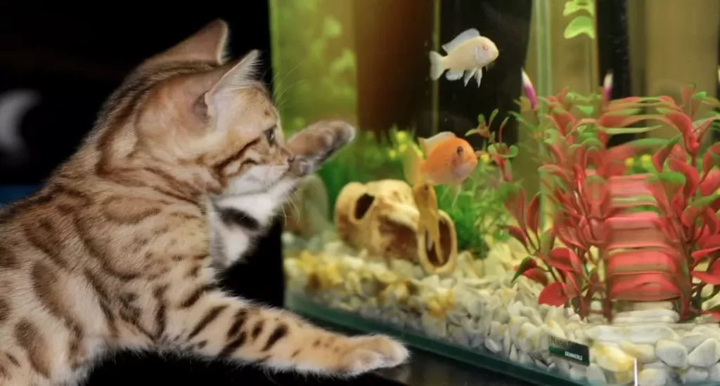 Gato e aquário