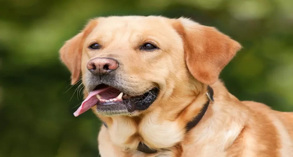Labrador com a língua para fora