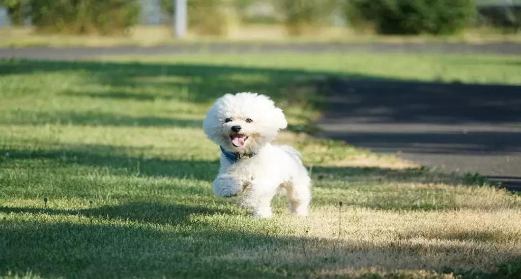 Cão branco correndo