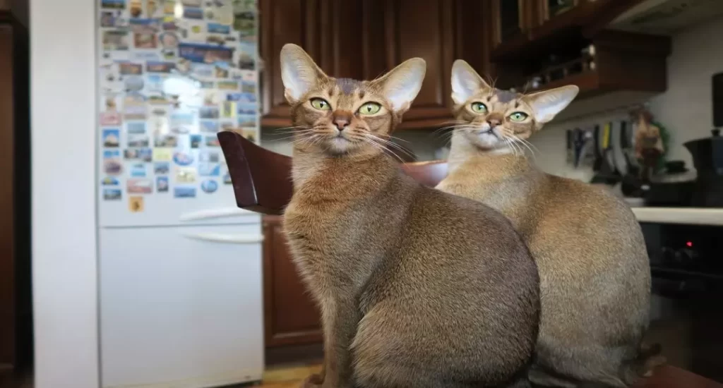 Dois gatos da raça Abissínio