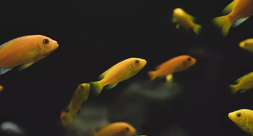 Peixes em aquário