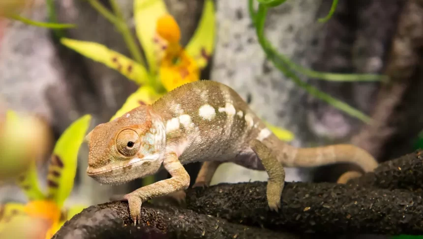 Camaleão pantera pode ser mantido como animal de estimação?