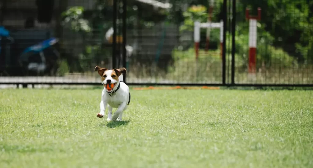 Jack Russell terrier com um bolinha