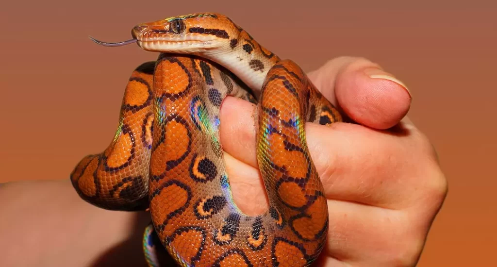 Cobra colorida