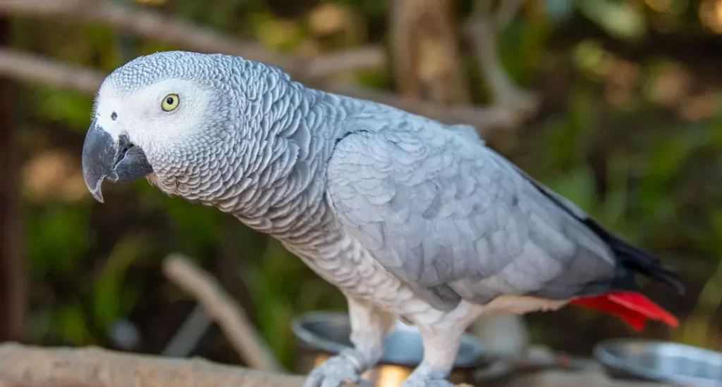 Papagaio cinzento africano em um galho