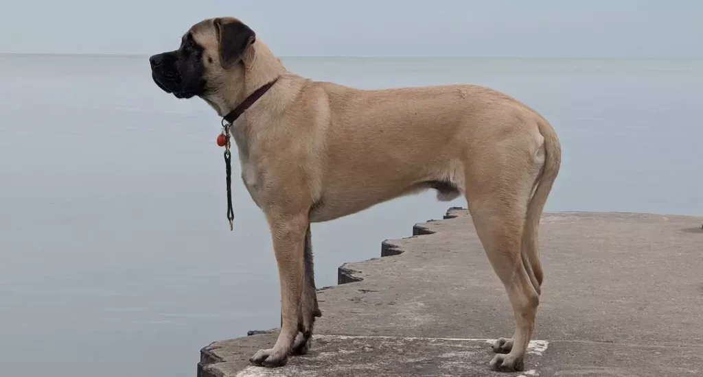 Raça de cachorro gigante: conheça 6 delas!