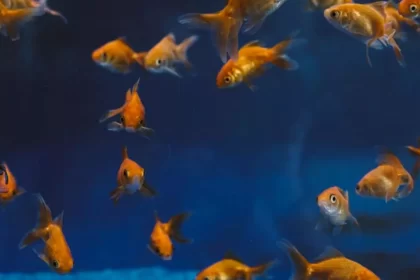 Peixes dourados