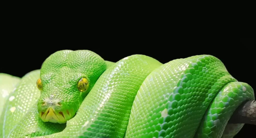 Cobra Píton verde