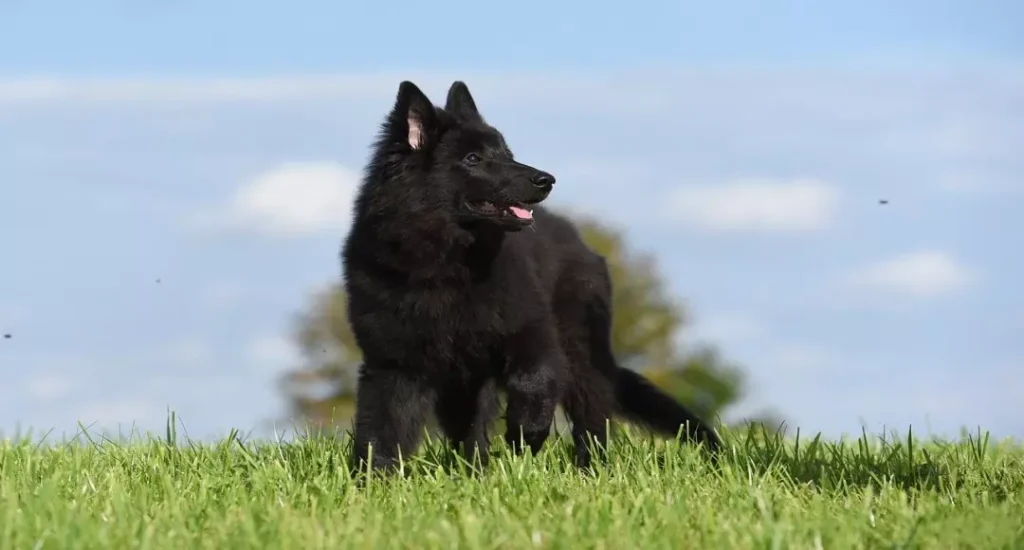Cão pastor belga na grama