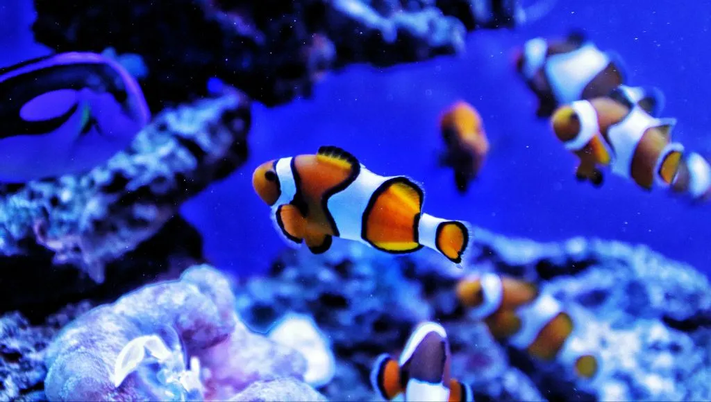 Exemplo de peixe em um aquário de água salgada. 