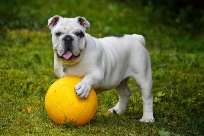 Cachorro com bola amarela.