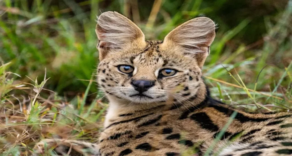 Gato Savannah: descubra tudo sobre a raça - Bicho Ideal