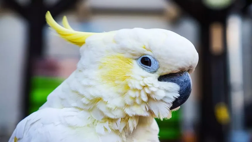 Cacatua com penas amarelas