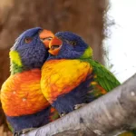 Pássaros coloridos