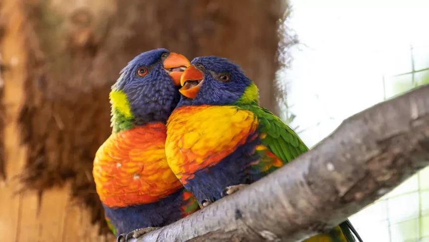 Pássaros coloridos